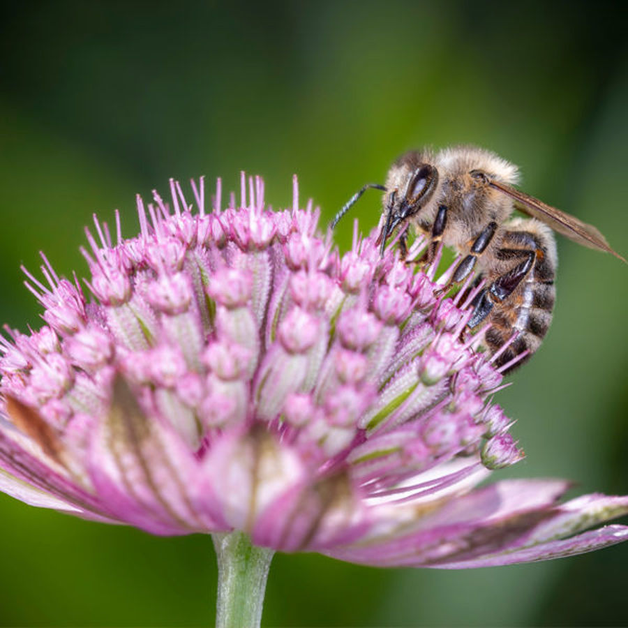 Design Tips: Astrantia